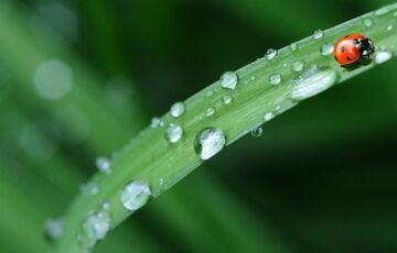 Прогноз синоптиків: в Україну повертаються грозові дощі