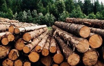 Причины рубки деревьев: причины и последствия