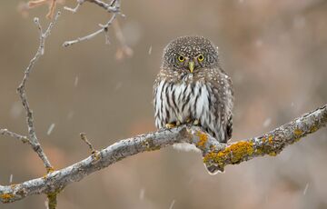 Дощі повертаються: якою буде погода в Україні