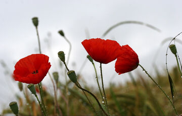 Погода в Україні: тиждень почнеться з похолодання