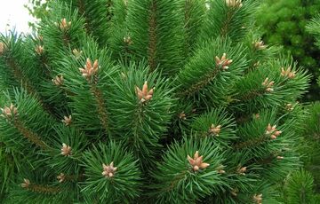 В Киеве придумали, как спасти парковые елки от вырубки перед Новым годом