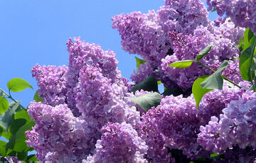 В очікуванні літа: прогноз погоди на 26 травня