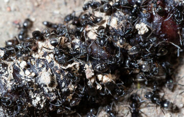 Германию терроризируют средиземноморские муравьи