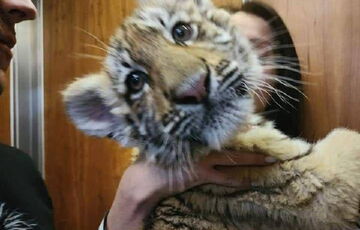 Маріупольське тигреня, якого окупанти викрали заради цирку в Москві, помер