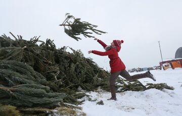Куда можно отдать елку для утилизации Куда можно отдать елку для утилизации
