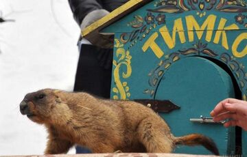 Ранняя весна в Украине: предсказания сурка Тимки