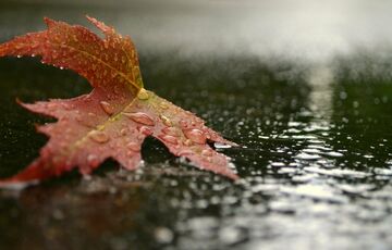 Прогноз синоптиків: в Україну повертаються грози