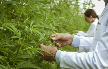 Легализация медицинского каннабиса в Украине: готовы ли в Слуге народа поддержать законопроект