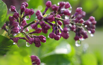Погода в Україні: де пройдуть дощі