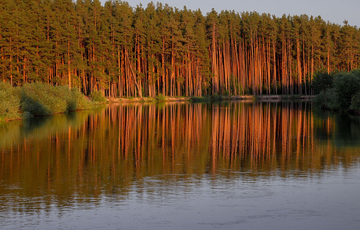 Тесть замглавы Львовской ОВА покупает земельные участки при отсутствии доходов, - расследование