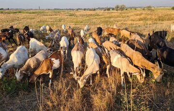 Жінка, яка вивезла сотні кіз із Донецької області, продає стадо після мобілізації сина