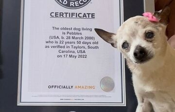 В США умерла самая старая собака в мире