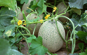 Сонячно та спекотно: прогноз погоди в Україні