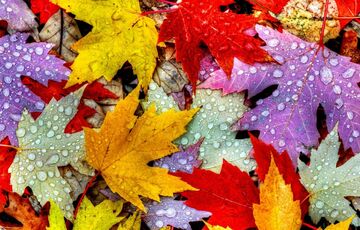 Погода 25 листопада: в Україну повертаються дощі