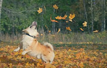 Без сюрпризів: прогноз погоди на 29 вересня