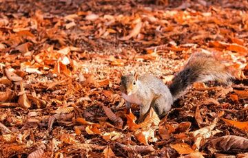 Прогноз погоди: в Україні може похолодати
