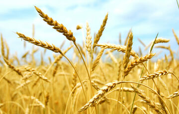 Експорт української агропродукції знизився на 20%