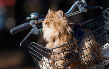 В Україну повертається тепло: прогноз погоди на 25 лютого