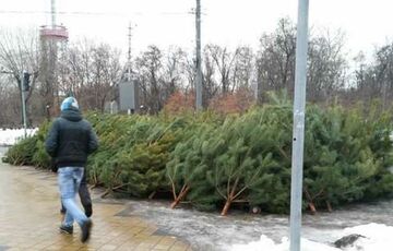 Купити ялинку на Новий Рік: Екологічна інспекція виявила 274 порушень правил продажу
