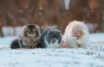 Синоптики составили прогноз погоды на зиму 2022 – 2023