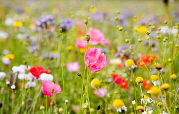 Погода у червні: синоптики озвучили свій прогноз