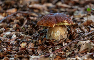 Погода в Україні: стає тепліше