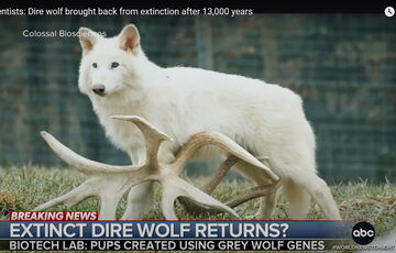 Ученые Colossal Biosciences возродили лютоволков из ”Игры престолов”, которые вымерли 13 тысяч лет назад