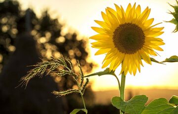 Сонячний вихідний: прогноз погоди в Україні