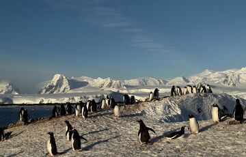 До станції Академік Вернадський повернулися тисячі пінгвінів До станції Академік Вернадський повернулися тисячі пінгвінів