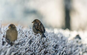 Погода в Украине: синоптики обещают резкое похолодание