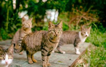 У Чикаго на роботу масово беруть котів