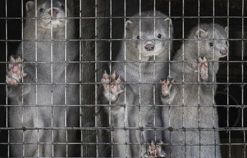 В мире появилась страна, где запретили продавать изделия из натурального меха