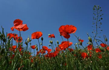 Прогноз погоди: в Україну повертається тепло