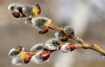 Снігопади припинилися, але підуть дощі: прогноз погоди в Україні