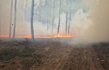 В Харьковской области не могут потушить масштабный лесной пожар