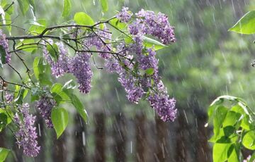 Прогноз погоди в Україні: синоптики обіцяють грози