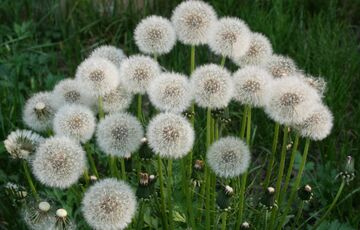 Погода в Україні: яким буде останній день травня