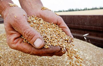 Оккупанты начали отбирать у фермеров новый урожай