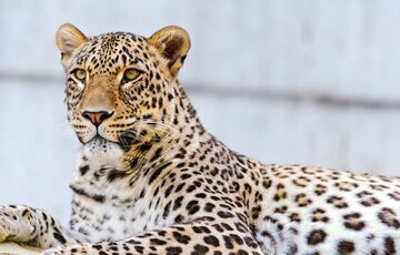 В одесском зоопарке застрелили леопарда - он напал на сотрудника, который зашел в клетку