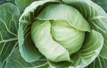 Чем славится капуста - исторические и полезные факты