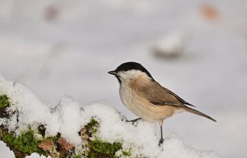 Українців попередили про ”погодні гойдалки” найближчим часом