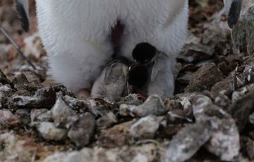 Українські полярники показали перших пташенят пінгвінів у цьому сезоні