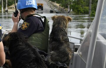 Через підрив Каховської ГЕС 160 тисяч птахів та понад 20 тисяч диких тварин під загрозою загибелі