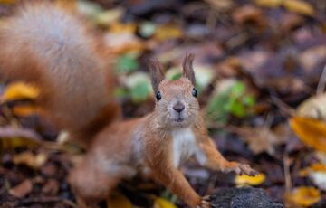Осень 2023 года стала одной из самых теплых в Киеве, побив 5 температурных рекордов 
