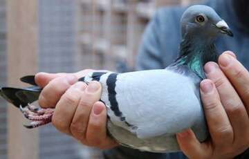 Птица на миллионы: в Бельгии продали голубя за рекордную сумму