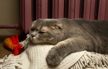 Прогноз погоди: синоптики обіцяють похмурий день