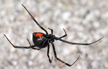 В Одесской области зафиксирована первая ”жертва” укуса каракурта