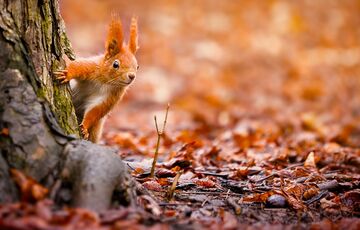 Дощі ненадовго відступили: прогноз погоди в Україні