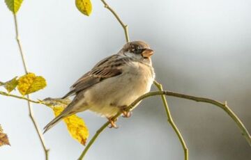 Холодно, але без дощів: прогноз погоди в Україні