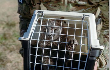 Разведчики провели уникальную эвакуацию котов с острова Змеиный: фото